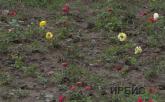 Розы, высаженные осенью прошлого года в Павлодаре, погибли